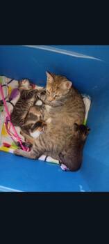 Bella (Reyas babies 1) -  Domestic Short Hair Cat for Adoption in Lewis Center, Ohio - Bella (Reyas Babies 1) | PetCurious