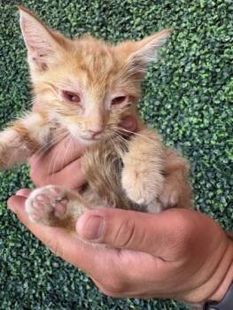 61226650 -  Domestic Short Hair Cat for Adoption in El Paso, Texas - 61226650 | PetCurious