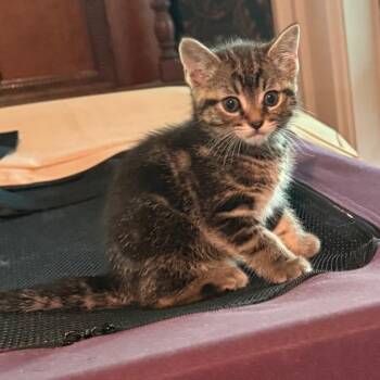 Maple -  Domestic Short Hair Cat for Adoption in Martinsville, Indiana - Maple | PetCurious