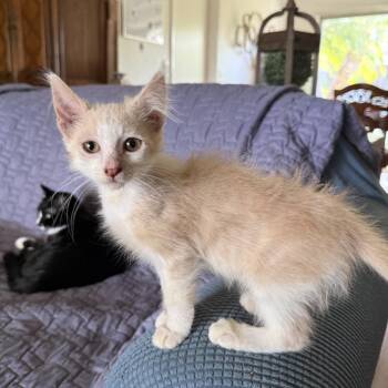 Shag -  Domestic Medium Hair Cat Available for Adoption in Tustin, California - Shag | PetCurious