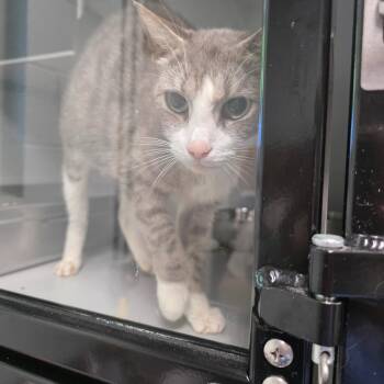 Cereal -  Domestic Short Hair Cat for Adoption in Columbus, North Carolina - Cereal | PetCurious