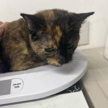Paigey -  Domestic Long Hair Cat for Adoption in St. Louis, Missouri - Paigey | PetCurious