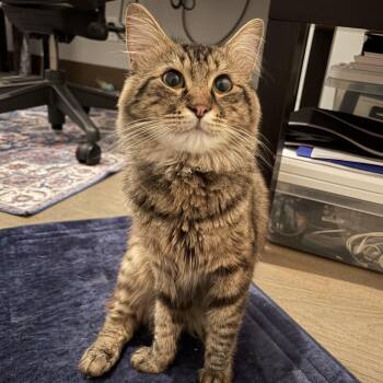 Colin -  Domestic Medium Hair Cat for Adoption in Norwalk, Connecticut - Colin | PetCurious