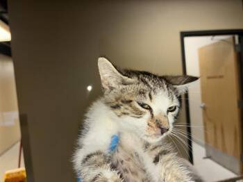 A610890 -  Domestic Short Hair Cat for Adoption in Modesto, California - A610890 | PetCurious