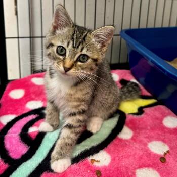 Barley -  Domestic Short Hair Cat for Adoption in Hawthorne, California - Barley | PetCurious