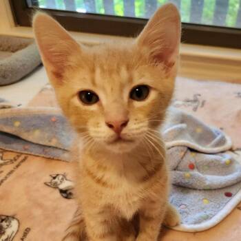 Obie -  Domestic Short Hair Cat for Adoption in Candler, North Carolina - Obie | PetCurious