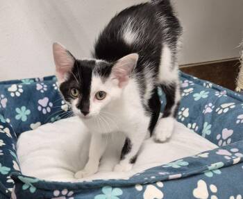 Quinn -  Domestic Short Hair Cat for Adoption in South Bend, Indiana - Quinn | PetCurious