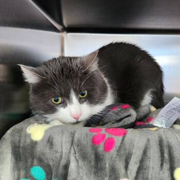 Domestic Short Hair Cats Available for Adoption - Super Milo | PetCurious