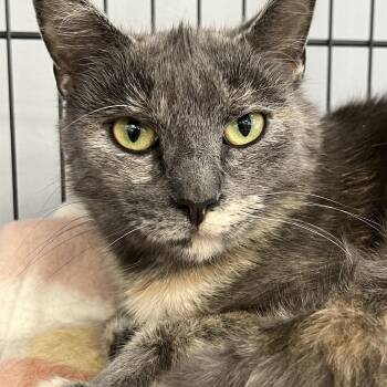 Estelle -  Domestic Short Hair Cat for Adoption in Johnston, Rhode Island - Estelle | PetCurious
