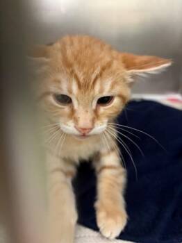 Sunkiss -  Domestic Short Hair Cat for Adoption in Baraboo, Wisconsin - Sunkiss | PetCurious