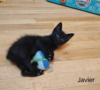 Javier -  Domestic Short Hair Cat for Adoption in Topeka, Kansas - Javier | PetCurious