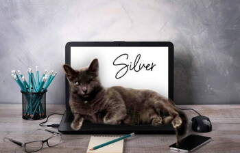 Rescue Domestic Short Hair Cats for Adoption in Littlestown, Pennsylvania - Silver (FELV+ Foster Kitty) | PetCurious