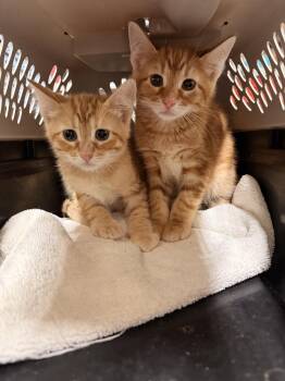 Eames -  Domestic Short Hair Cat for Adoption in Topeka, Kansas - Eames | PetCurious