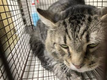 SAM -  Domestic Short Hair Cat for Adoption in Long Beach, California - SAM | PetCurious