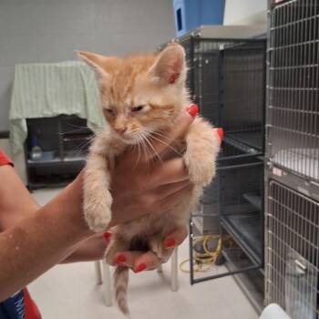 Zest-C -  Domestic Short Hair Cat for Adoption in East St. Louis, Illinois - Zest-C | PetCurious