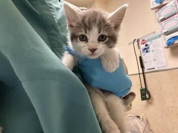 CARL -  Domestic Short Hair Cat for Adoption in Riverside, California - CARL | PetCurious