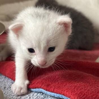Arlo -  Domestic Short Hair Cat for Adoption in Dallas, Texas - Arlo | PetCurious