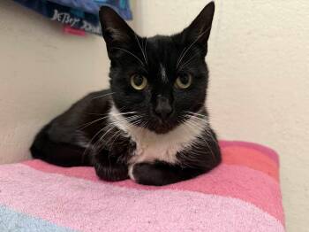 Blackie -  Tuxedo Cat for Adoption in Tracy, California - Blackie | PetCurious