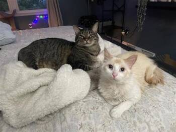 Domestic Medium Hair and Domestic Short Hair Cats Available for Adoption in West Chester, Pennsylvania - Critter | PetCurious