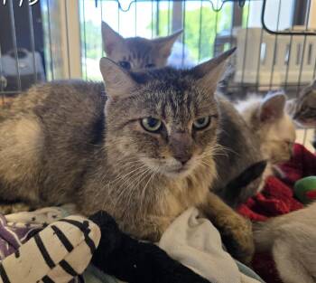 Bunny -  Domestic Short Hair Cat for Adoption in Dickson, Tennessee - Bunny | PetCurious