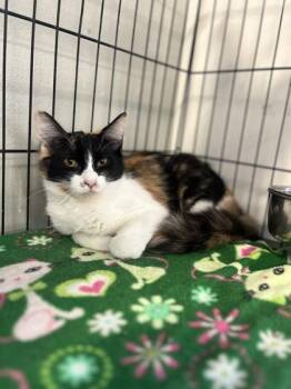 Willow -  Domestic Medium Hair and Domestic Short Hair Cat for Adoption in Baton Rouge, Louisiana - Willow | PetCurious