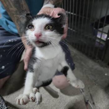 Ellie -  Domestic Short Hair Cat for Adoption in Sioux Falls, South Dakota - Ellie | PetCurious
