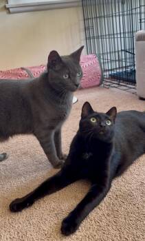 Biggy -  Domestic Short Hair Cat for Adoption in Gardena, California - Biggy | PetCurious