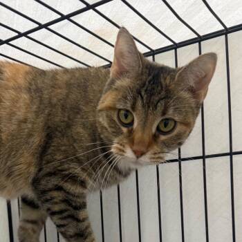 Reece -  Domestic Short Hair Cat for Adoption in Normal, Illinois - Reece | PetCurious