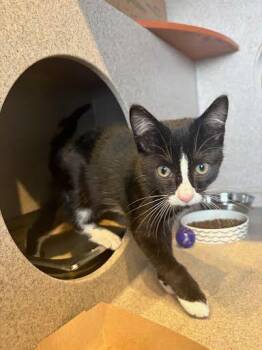 Pringle -  Domestic Short Hair Cat for Adoption - Pringle | PetCurious