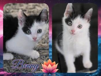 Indy -  Domestic Short Hair Cat for Adoption in Corinth, New York - Indy | PetCurious