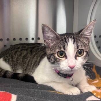 Gloria -  Domestic Short Hair Cat for Adoption in Norman, Oklahoma - Gloria | PetCurious