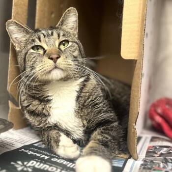 Domestic Short Hair Cats Available for Adoption in Wheeling, Illinois - Rick | PetCurious