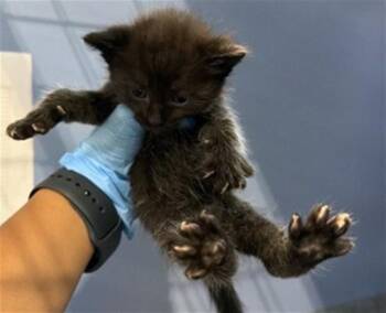 BINX -  Domestic Short Hair Cat for Adoption in San Bernardino, California - BINX | PetCurious