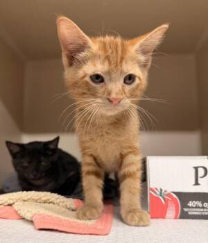Freddie Mercury -  Domestic Short Hair Cat for Adoption in Topeka, Kansas - Freddie Mercury | PetCurious