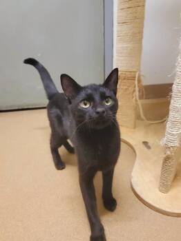 SUSHI -  Domestic Short Hair Cat Available for Adoption in St. Peters, Missouri - SUSHI | PetCurious