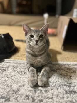 Leland -  Domestic Short Hair Cat for Adoption in East Greenville, Pennsylvania - Leland | PetCurious
