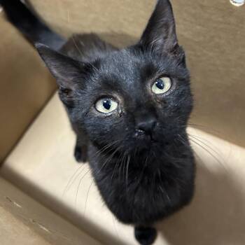 Salem -  Domestic Short Hair Cat for Adoption in Newark, New Jersey - Salem | PetCurious
