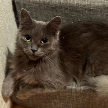 Opal -  Domestic Medium Hair Cat for Adoption in Morgan Hill, California - Opal | PetCurious