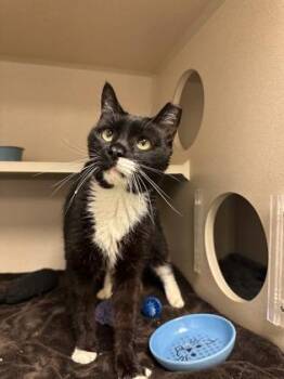 Mario -  Domestic Short Hair Cat for Adoption in Quakertown, Pennsylvania - Mario | PetCurious