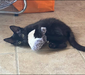 Rescue Domestic Short Hair Cats for Adoption - Capone | PetCurious