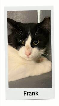 Frank -  Domestic Medium Hair Cat for Adoption in Caistor Centre, Ontario - Frank | PetCurious