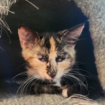 Romaine -  Domestic Short Hair Cat for Adoption in Evanston, Illinois - Romaine | PetCurious