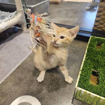 Upsy 13 -  Domestic Short Hair Cat for Adoption in Austin, Texas - Upsy 13 | PetCurious
