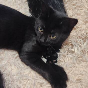 Rescue Domestic Short Hair Cats for Adoption in Portage, Michigan - Orchid | PetCurious