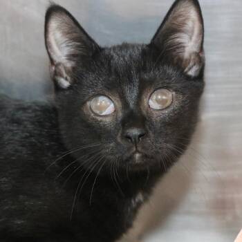 Dylan -  Domestic Short Hair Cat for Adoption in Allentown, Pennsylvania - Dylan | PetCurious