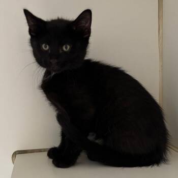 Domestic Short Hair Cats Available for Adoption in Naperville, Illinois - Dragonfly | PetCurious