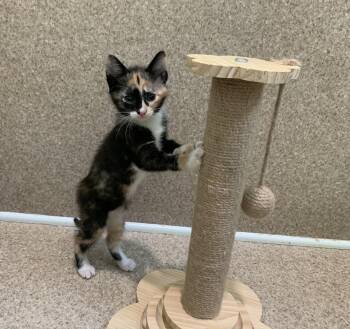 Domestic Short Hair and Calico Cats Available for Adoption in Mccormick, South Carolina - Cookie | PetCurious