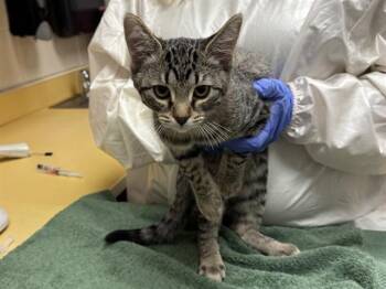 HODEL -  Domestic Short Hair Cat for Adoption in Colorado Springs, Colorado - HODEL | PetCurious