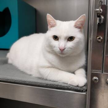 Domestic Short Hair Cats Available for Adoption in Titusville, Florida - Dabs | PetCurious