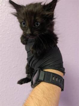 61770783 -  Domestic Short Hair Cat for Adoption in El Paso, Texas - 61770783 | PetCurious